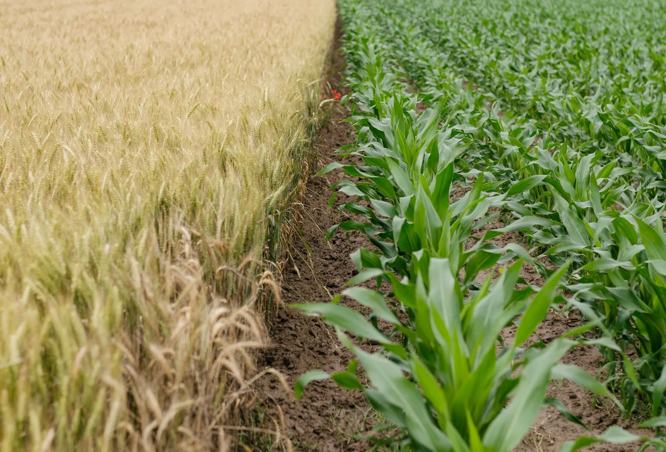 Agricultural field at golden hour